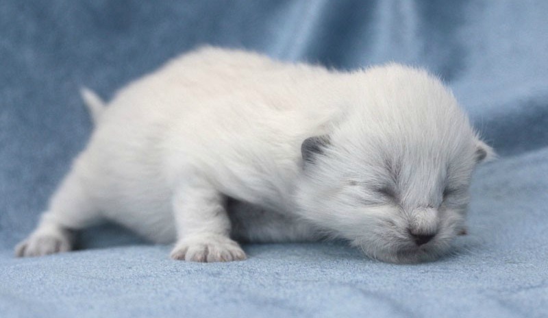 how to keep newborn kittens warm