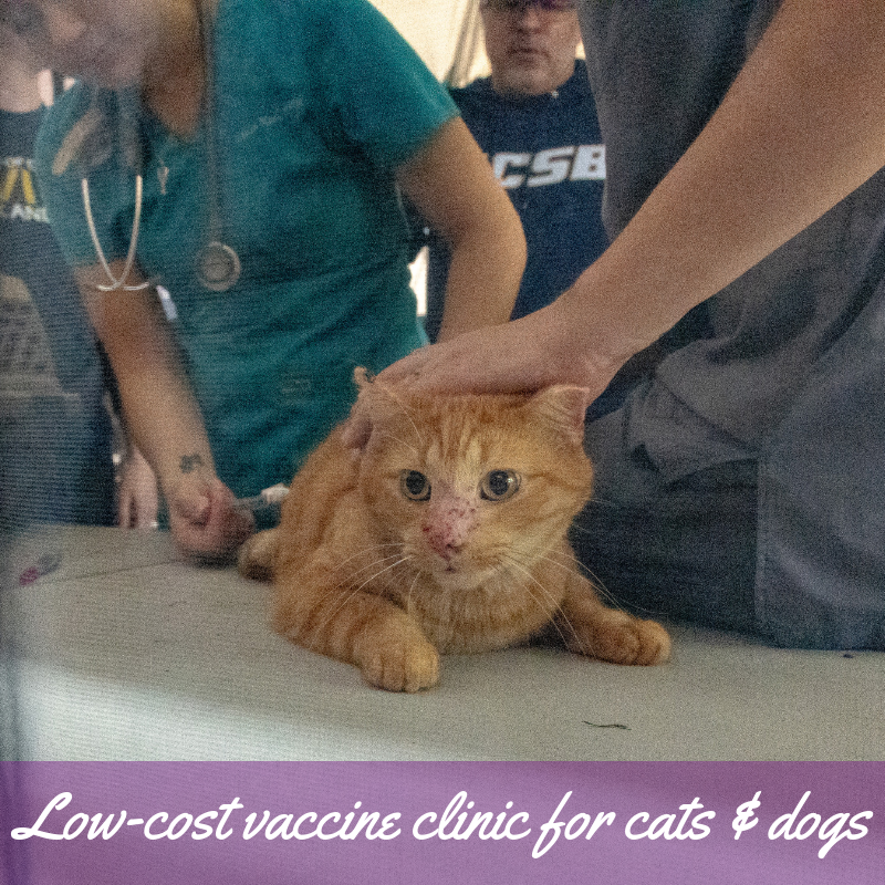 Donate to Help Care for Cats and Kittens!