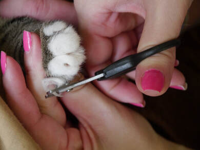How to Clip Your Kitty's Claws – Wild Blue Cats