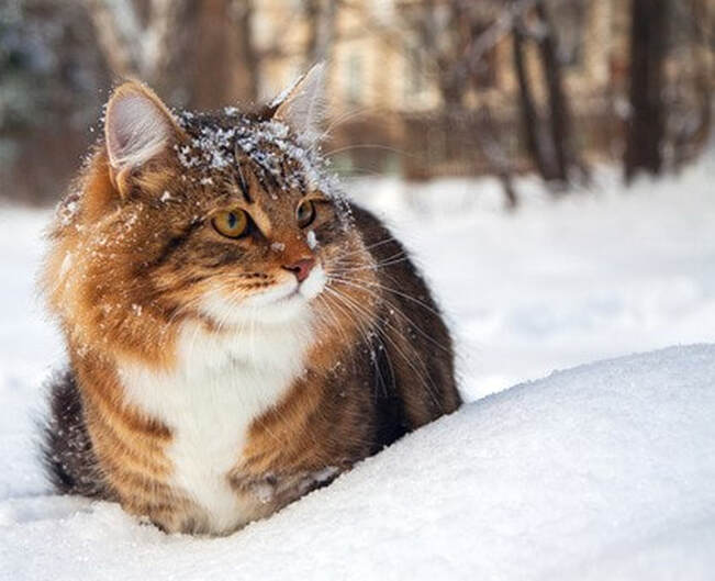 Alley Cat in Winter